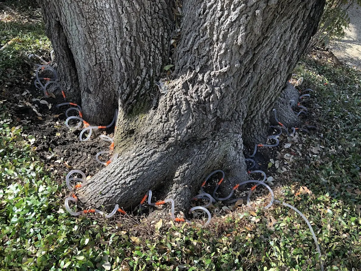 Detailed Tree Cabling and Bracing job site in Buckhannon